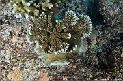Acropora abrotanoides scle-Maldives Maamgili beyru-18m-20240426-da-DSC_7145_tn